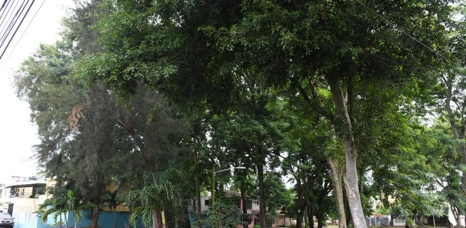 Vecinos de Los Molinos reclaman solución por árboles que amenazan viviendas