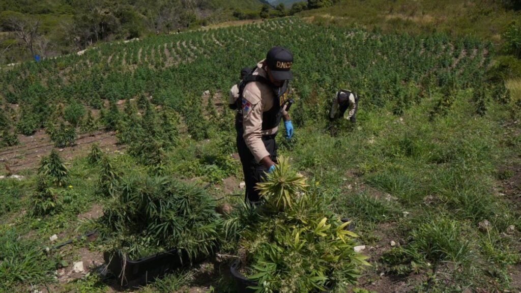 Ocoa: desmantelan una plantación de más de 3,000 matas de marihuana en una finca de El Pinar