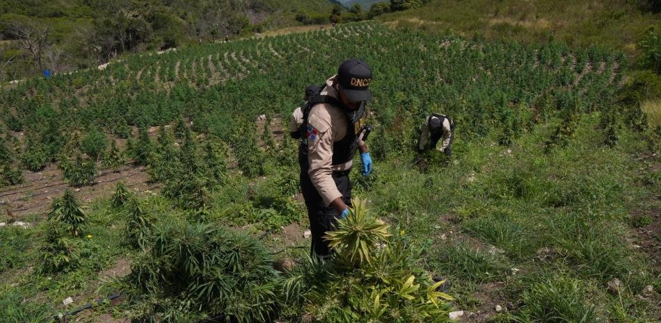 Incautan en Ocoa más de 3,000 plantas de marihuana y un centro clandestino de procesamiento