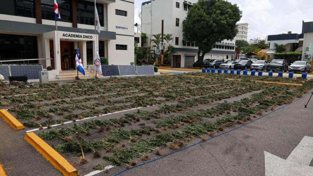 DNCD decomisa 3,533 plantas de marihuana en Ocoa en la mayor intervención reportada contra ese cultivo