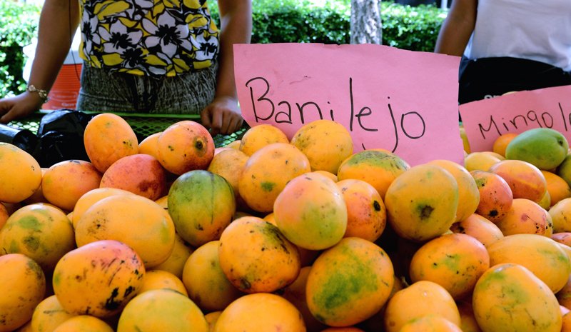Expo Mango 2026 regresará a Baní con énfasis en el sector y con la demanda de que el apoyo se concrete