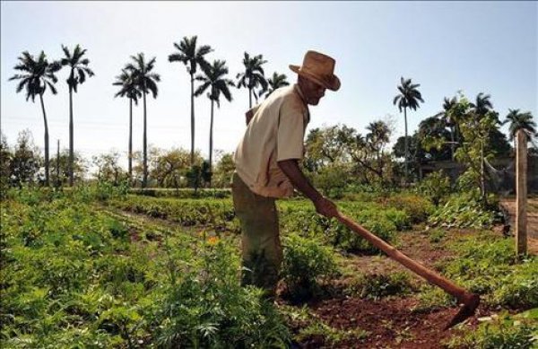 El agro dominicano mejora su producción, pero persisten brechas de rendimiento en varios rubros