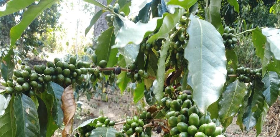 Productores de Ocoa alertan por pérdidas en cultivos y piden emergencia para la caficultura
